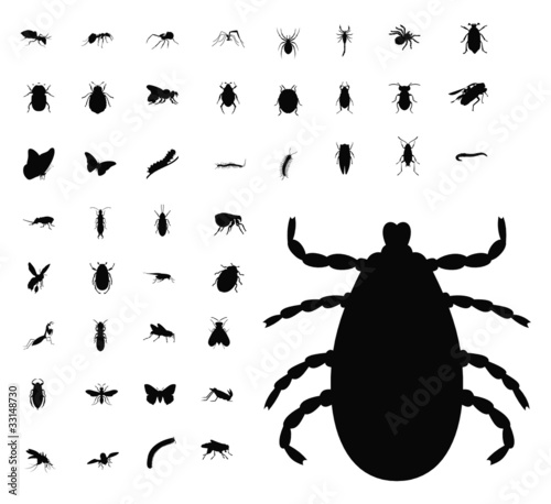 insect silhouette collection photo