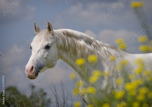 white arabian horse