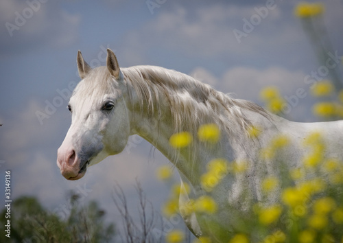 Fototapeta rasowy natura piękny