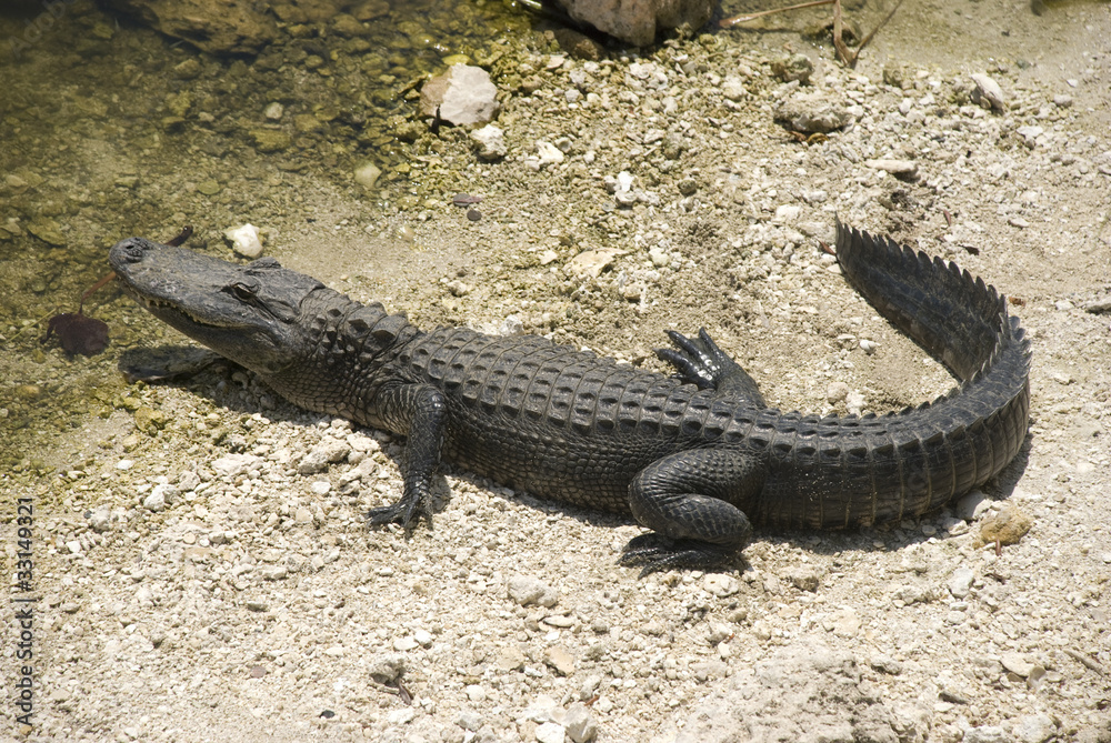 Alligator Alligator