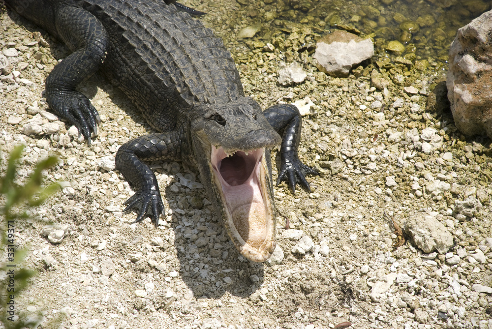 Obraz premium Alligator