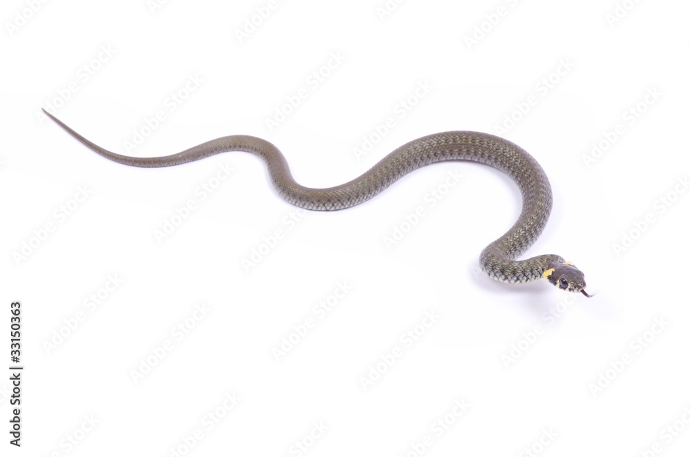 Fototapeta premium snake