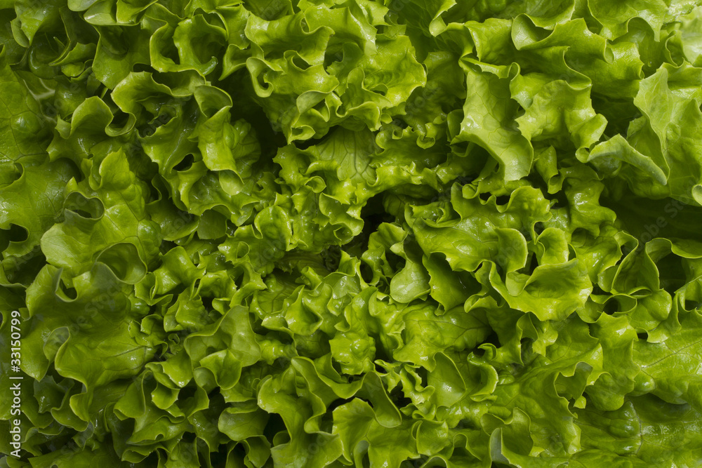 Green lettuce Green lettuce
