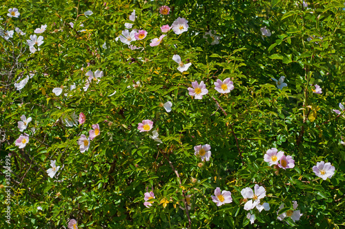 rosa canina