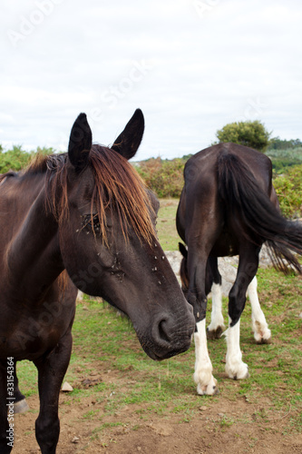 Herd of horses grazing