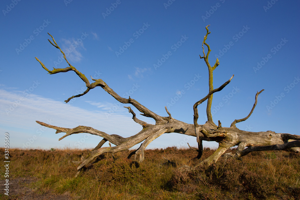 Dead tree slowly decaying