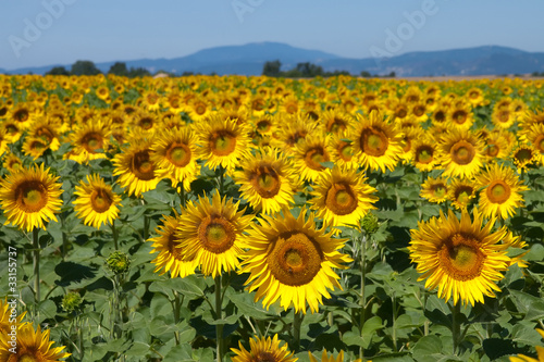 Sunflower field Provence France