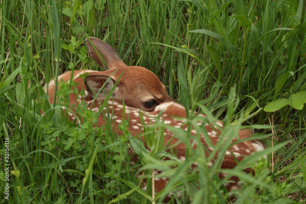 White-tailed Deer Fawn Hiding in a Meadow - Ontario, Canada
