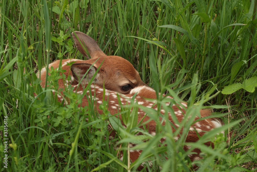 White-tailed Deer Fawn Hiding in a Meadow - Ontario, Canada White-tailed Deer Fawn Hiding in a Meadow - Ontario, Canada
