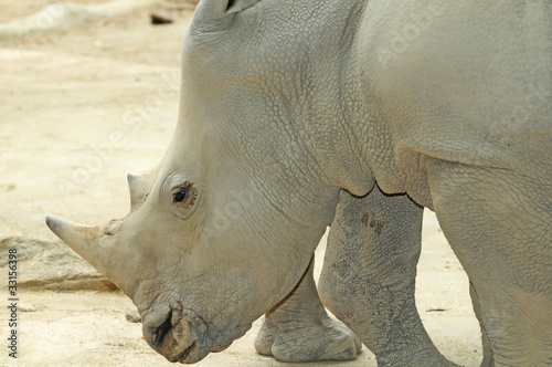 Closeup Head-Shot Of A White Rhinoceros