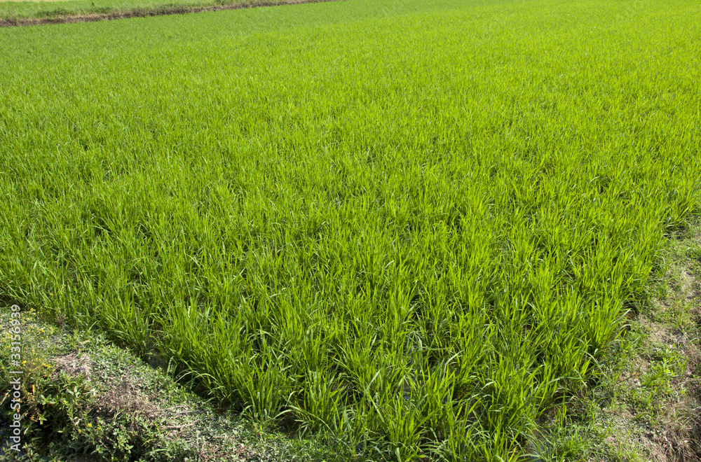 paddy field paddy field