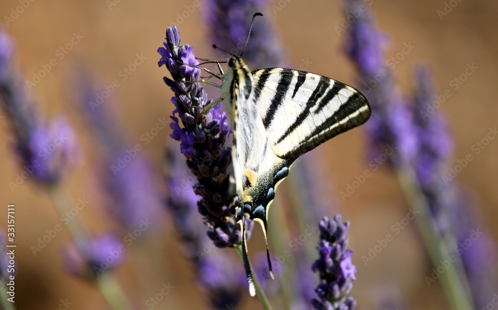 Papillon machaon butinant sur un épi de lavande Papillon machaon butinant sur un épi de lavande