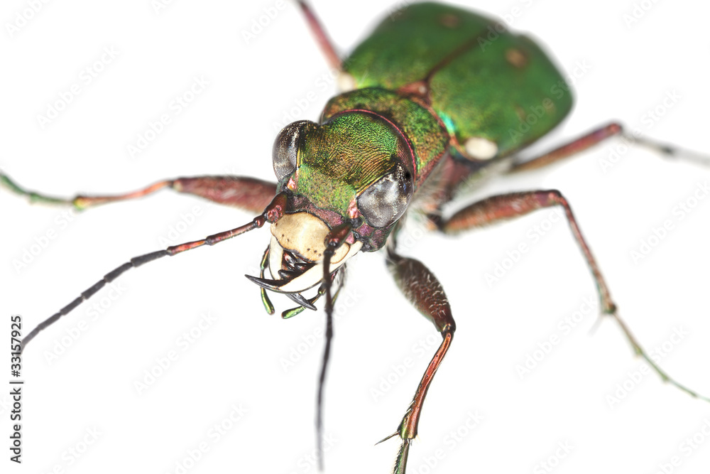 Green tiger beetle (Cicindela campestris) isolated on white Green tiger beetle (Cicindela campestris) isolated on white