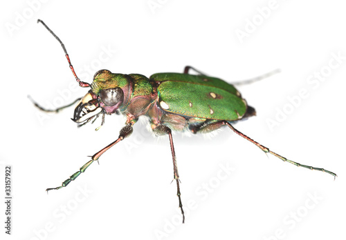 Green tiger beetle (Cicindela campestris) isolated on white photo