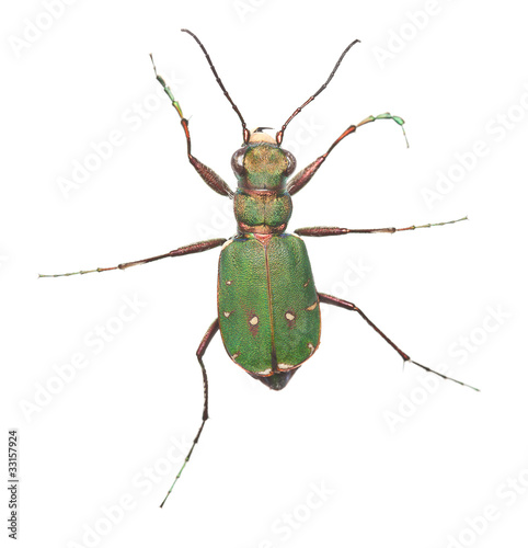 Green tiger beetle (Cicindela campestris) isolated on white