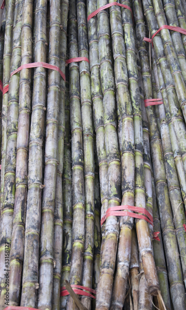 Cane Cane