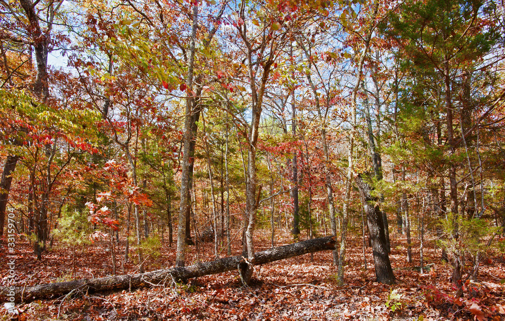 colourful leaves in autumn or fall