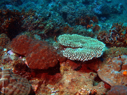 Corals of the South-Chinese sea