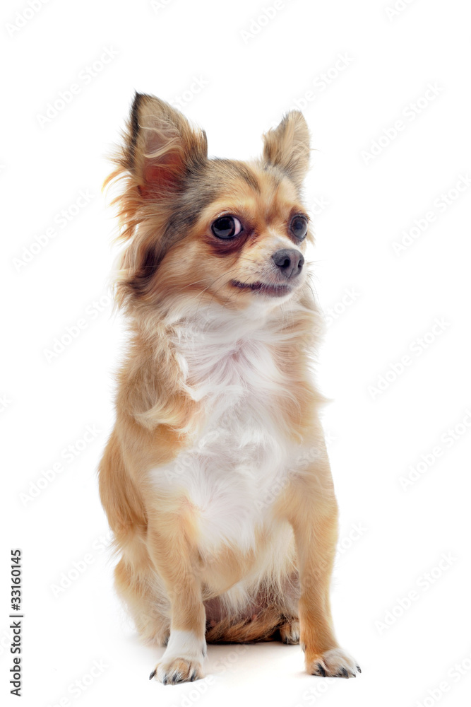 chihuahua chihuahua