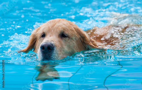 cachorro nadador photo