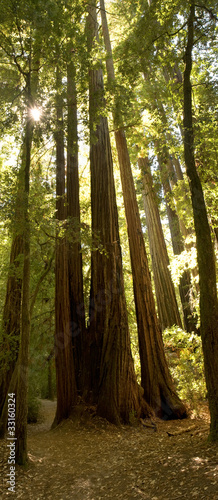 Fototapeta Naklejka Na Ścianę i Meble -  Lush Redwood Forest, California