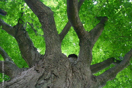 Tree Canopy