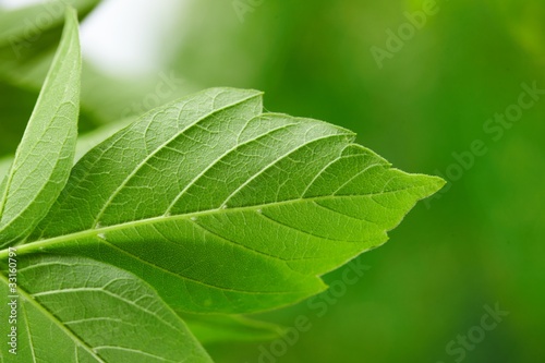 green leaves