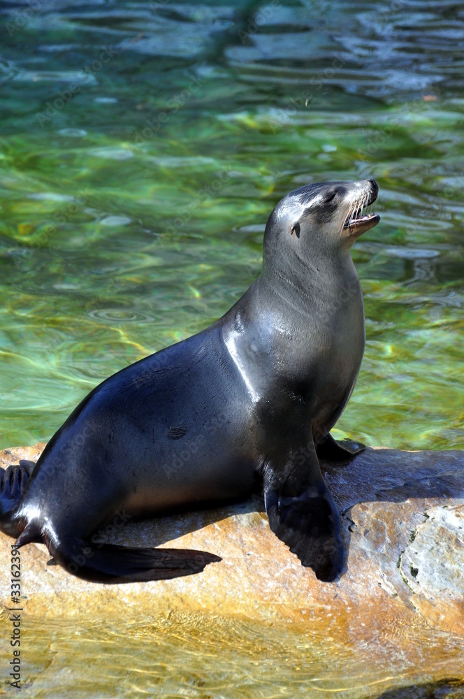 Obraz premium Seelöwe