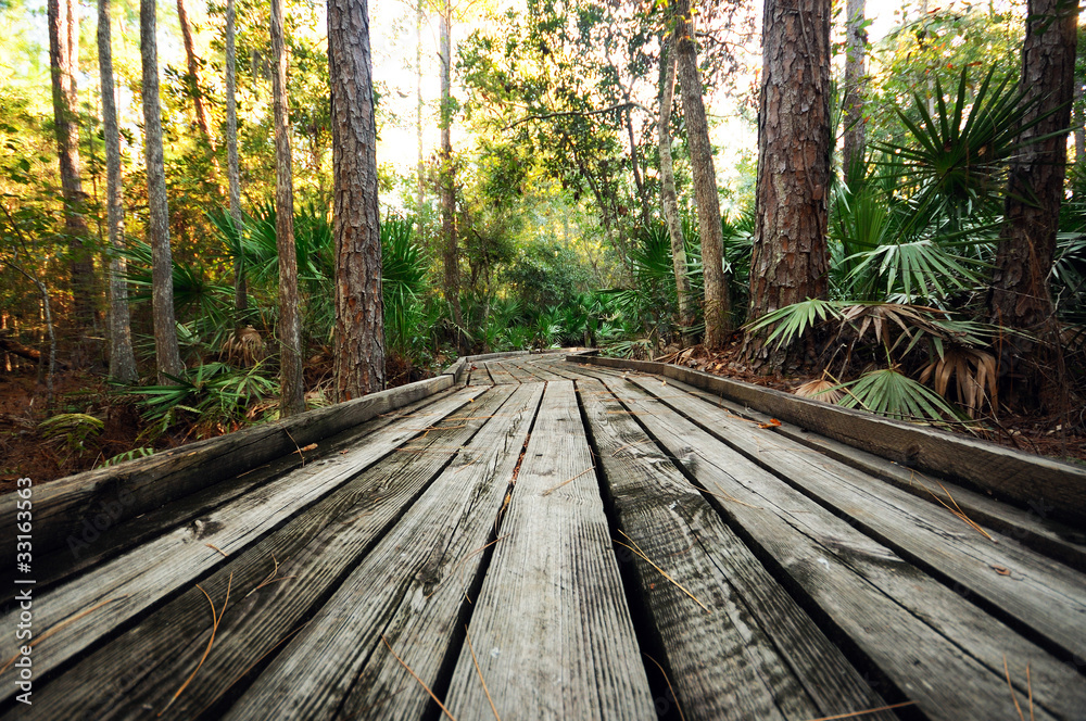 Wooden Walkway in Forest Wooden Walkway in Forest