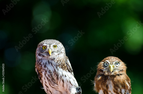 two tawny owls