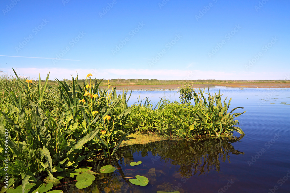Fototapeta premium yellow flowerses on big lake