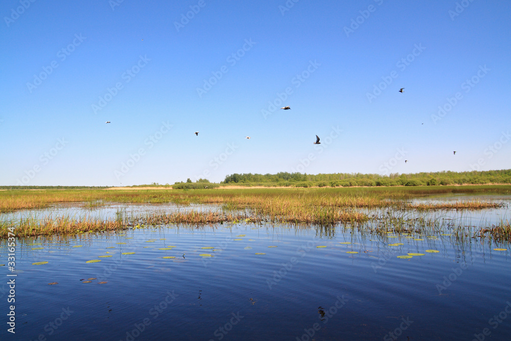 sea gulls on big lake