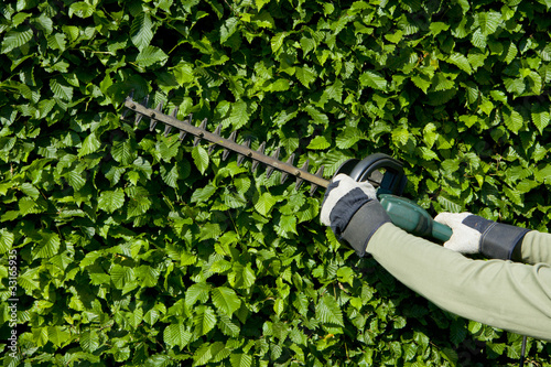 Hecke Schneiden