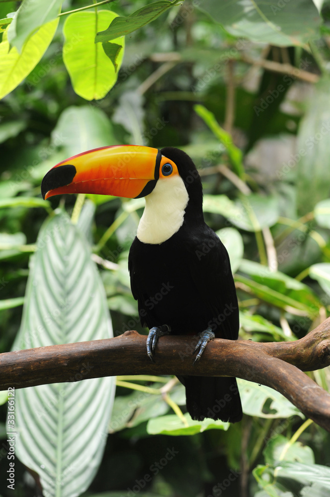 Tucano nel Parque das aves a Iguasu Tucano nel Parque das aves a Iguasu