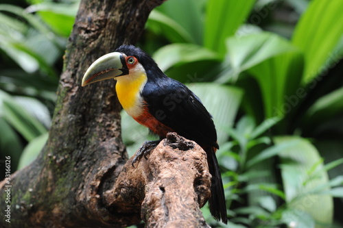 Tucano nel Parque das aves a Iguasu