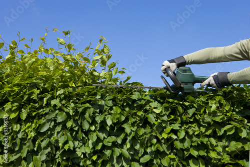 Hecke Schneiden