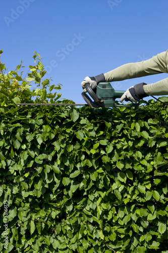 Hecke Schneiden