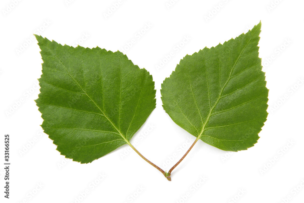 a leaf a leaf