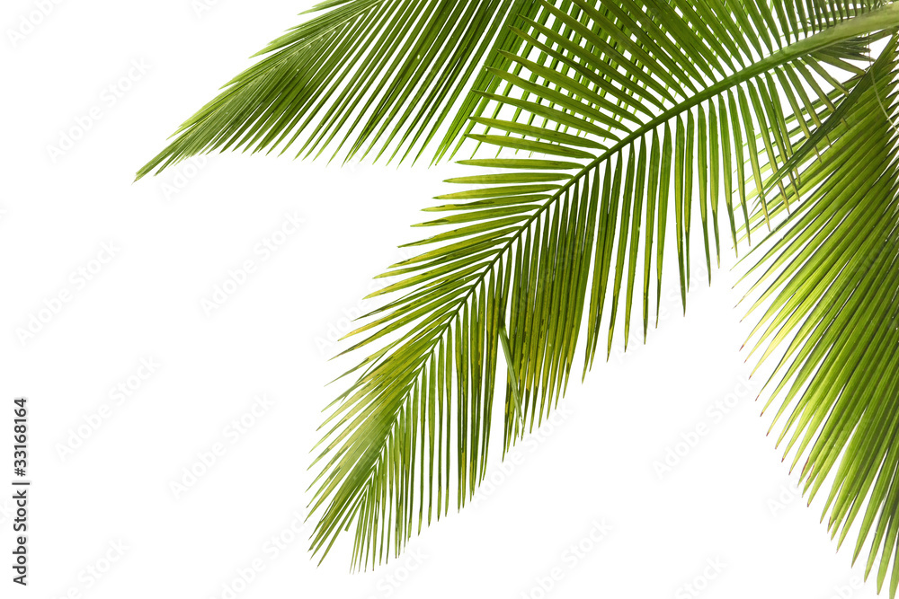 Obraz premium Drzewo palmowe