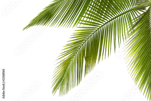 Fotografia Palm tree
