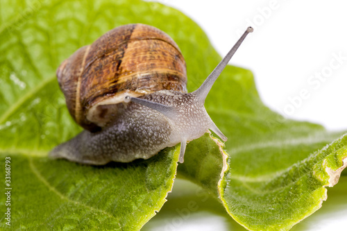 snail on white