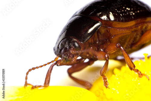 Chrysolina Bankii insect photo