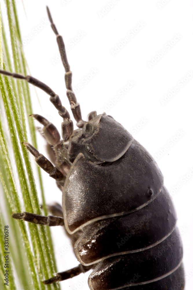 Fototapeta premium Woodlice bug
