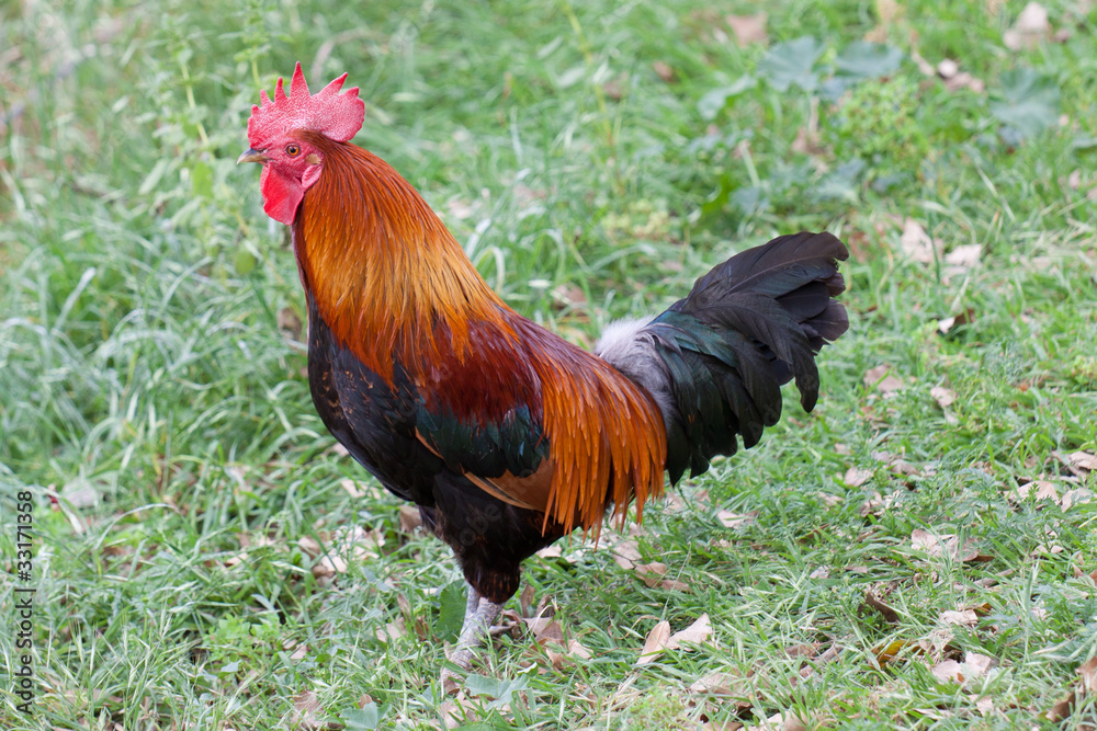 Bright red with a black tail cock