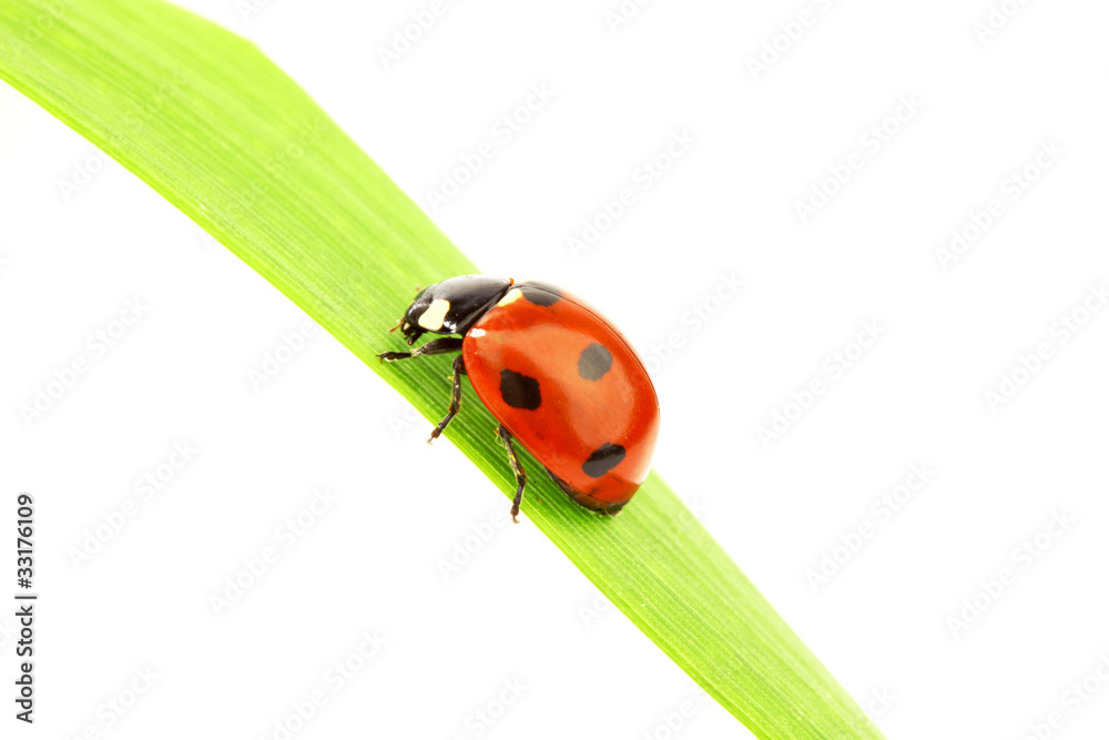 Fototapeta premium ladybug on grass