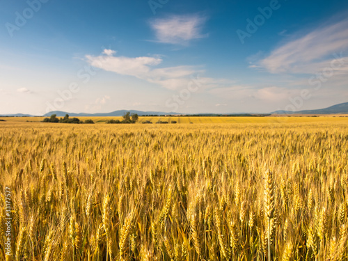 wheat land background © klagyivik