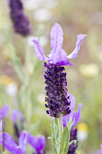 Fototapeta Naklejka Na Ścianę i Meble -  Lavandula stoechas