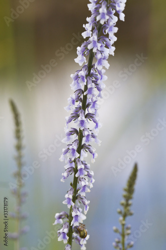 Daisy-leaved Toadflax (Anarrhinum bellidifolium)