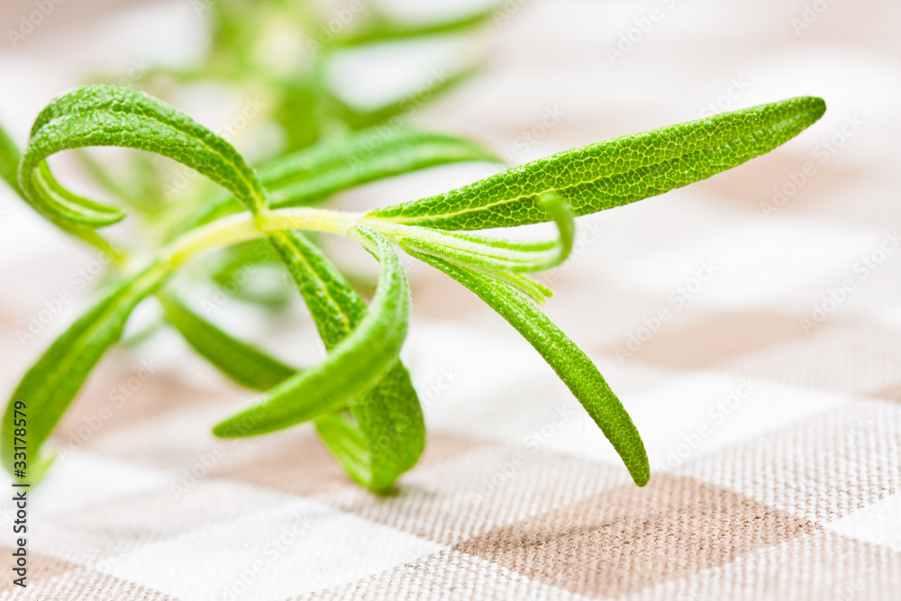 Obraz premium Rosmarin