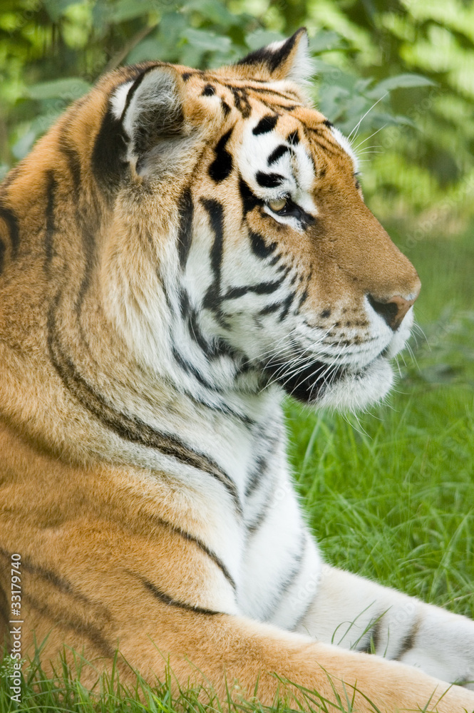 Tiger Tiger